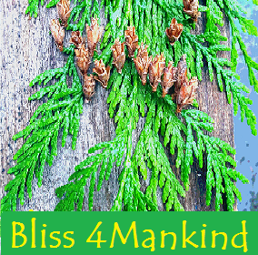 bliss-4mankind